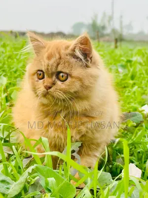 পারসিয়ান বিড়াল বিক্রি করা হবে