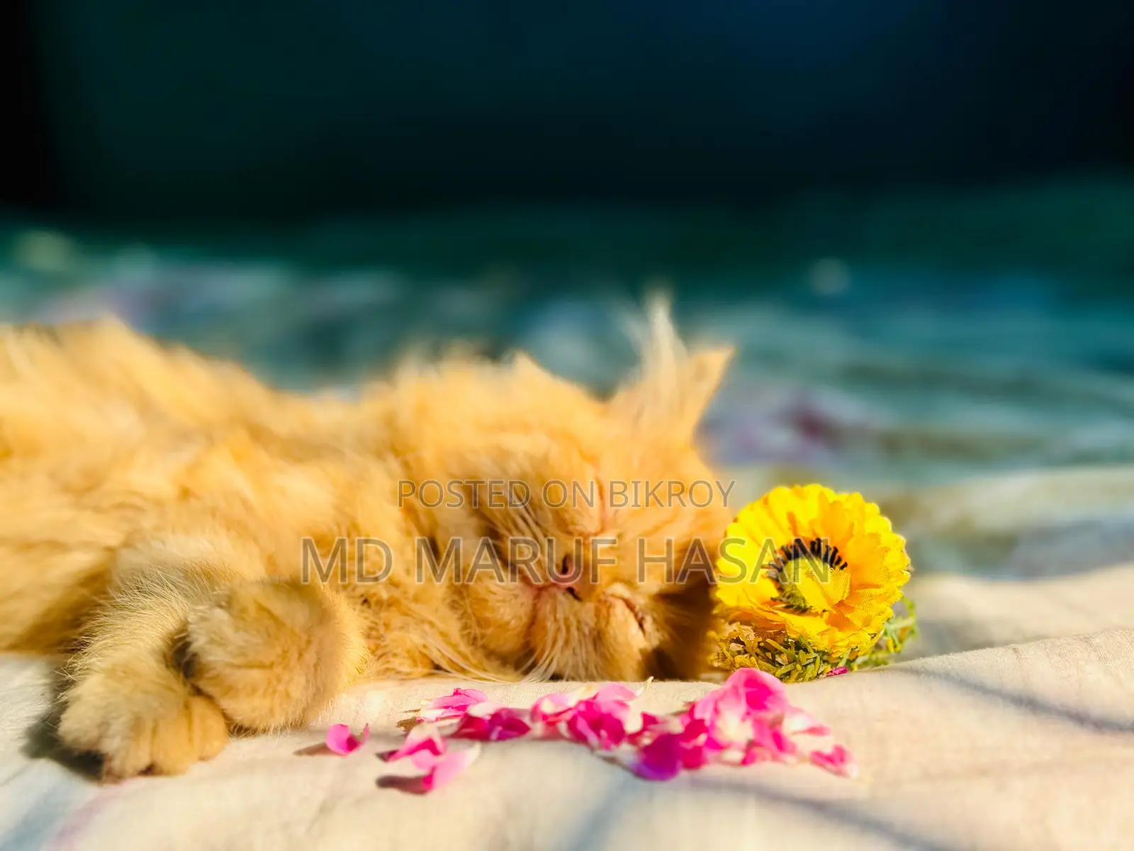 পারসিয়ান বিড়াল বিক্রি করা হবে