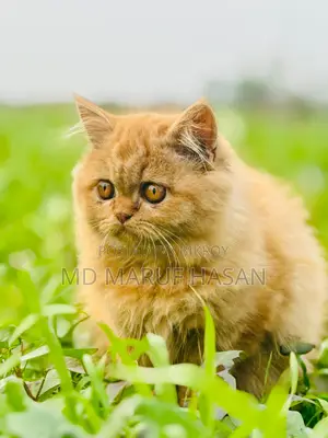 পারসিয়ান বিড়াল বিক্রি করা হবে