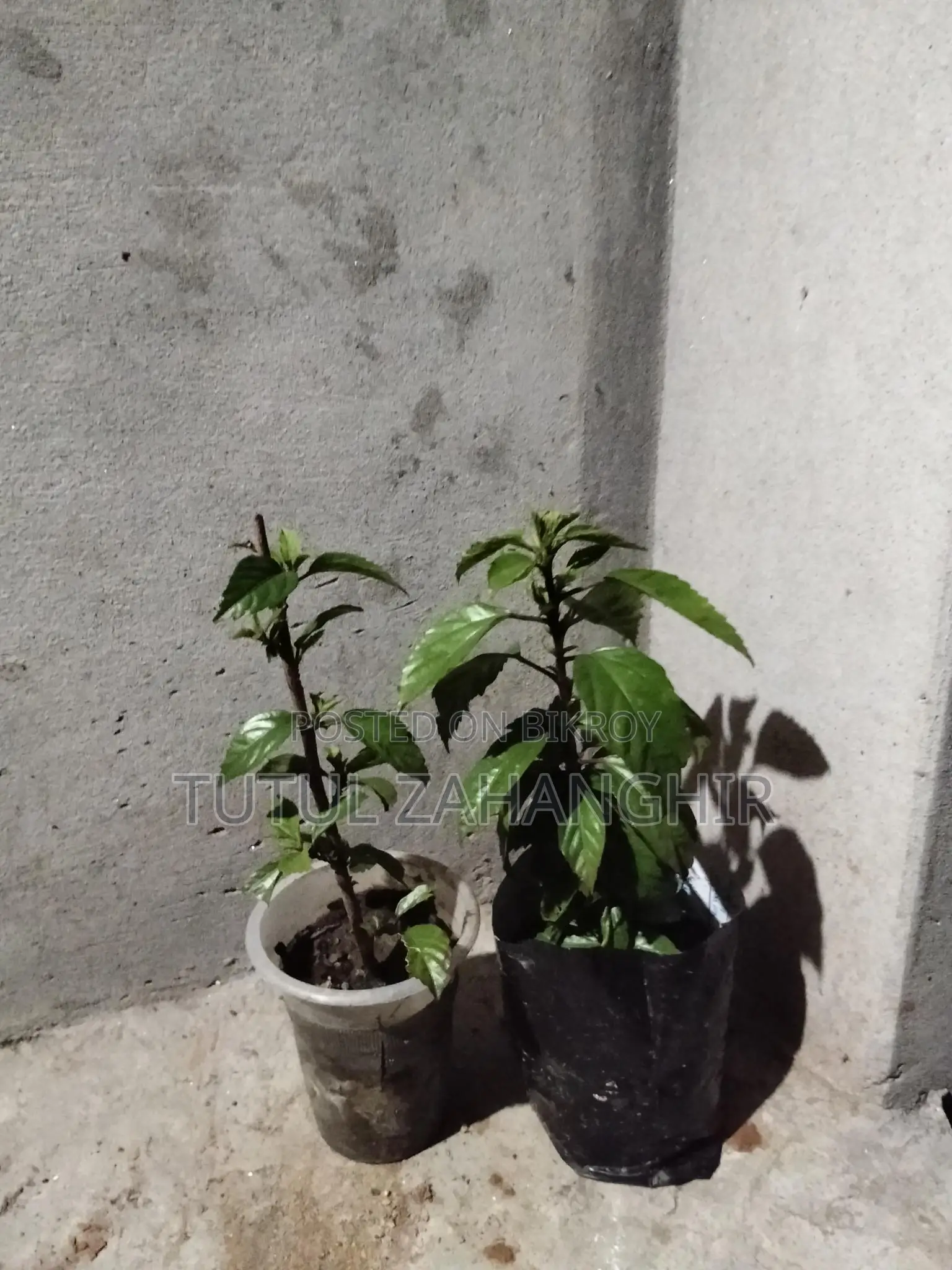 Hibiscus Plant