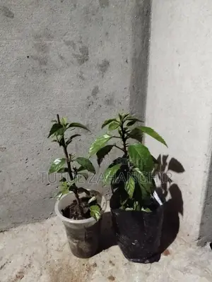 Hibiscus Plant