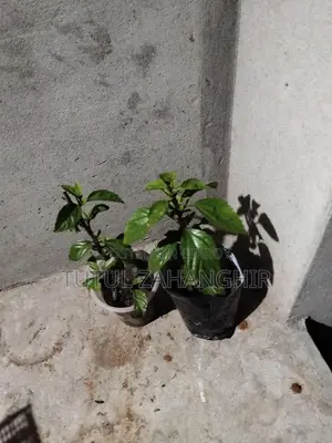 Hibiscus Plant