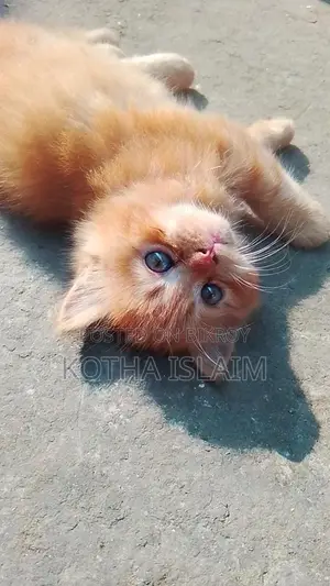 ফিমেল আর্জেন্ট সেল হবে