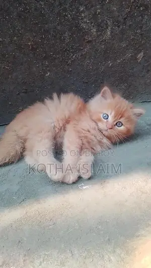 ফিমেল আর্জেন্ট সেল হবে