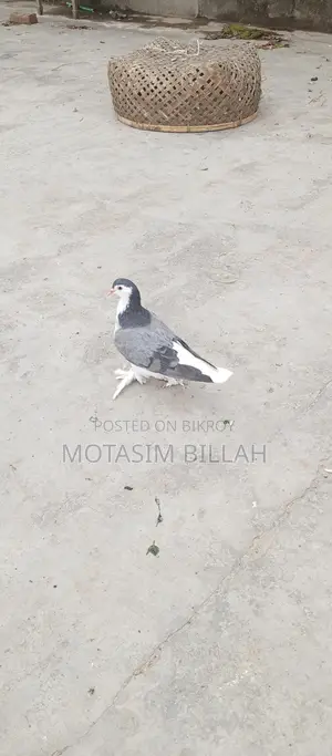 খুবই উন্নত জাতের কবুতর