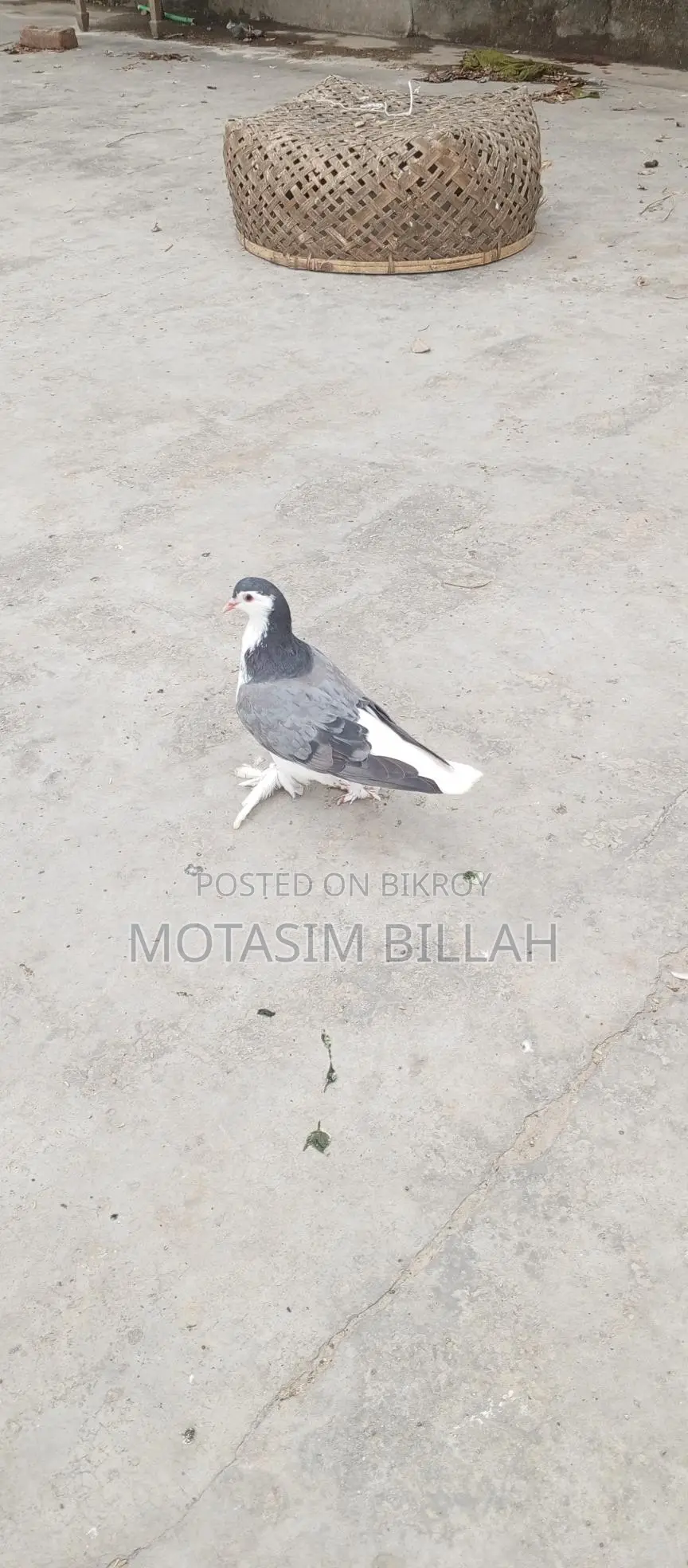 খুবই উন্নত জাতের কবুতর