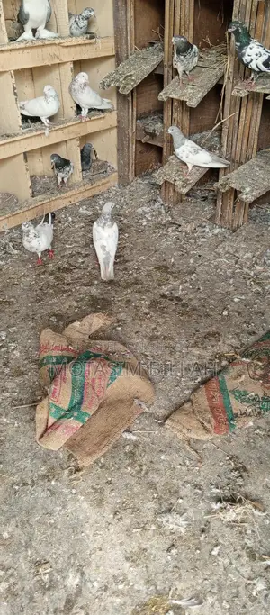 খুবই উন্নত জাতের কবুতর