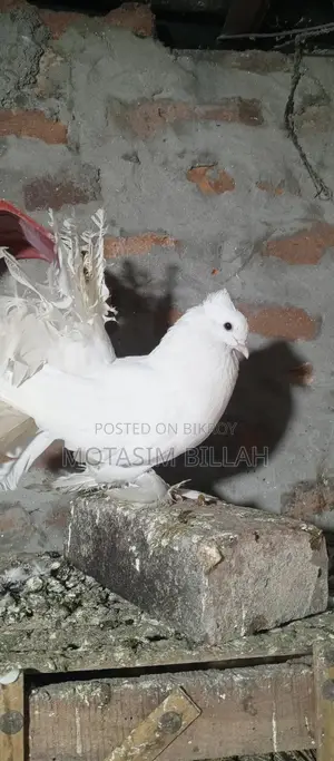 খুবই উন্নত জাতের কবুতর