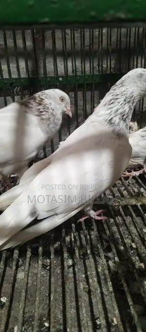 খুবই উন্নত জাতের কবুতর