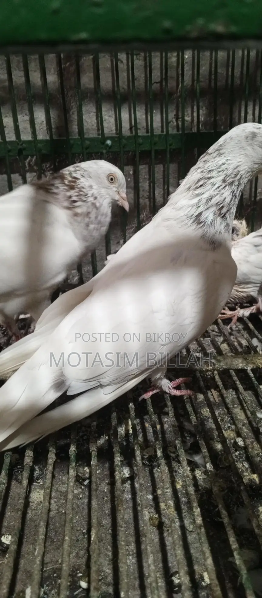 খুবই উন্নত জাতের কবুতর