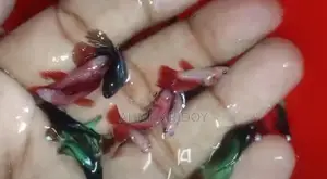 ফাইটার ফিস