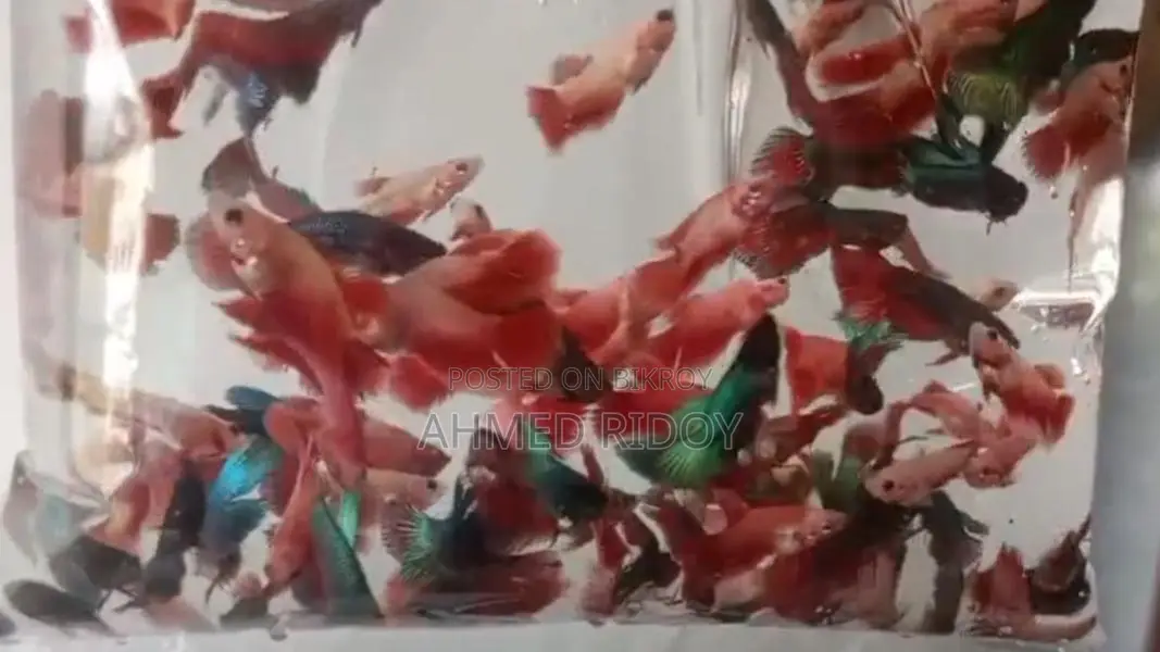 ফাইটার ফিস