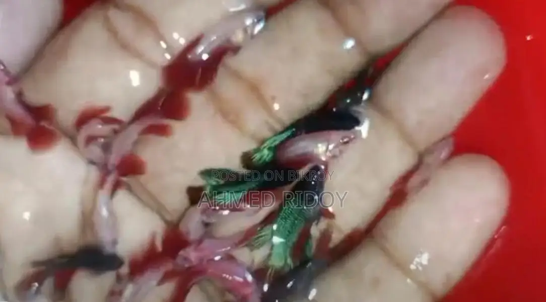 ফাইটার ফিস