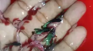 ফাইটার ফিস