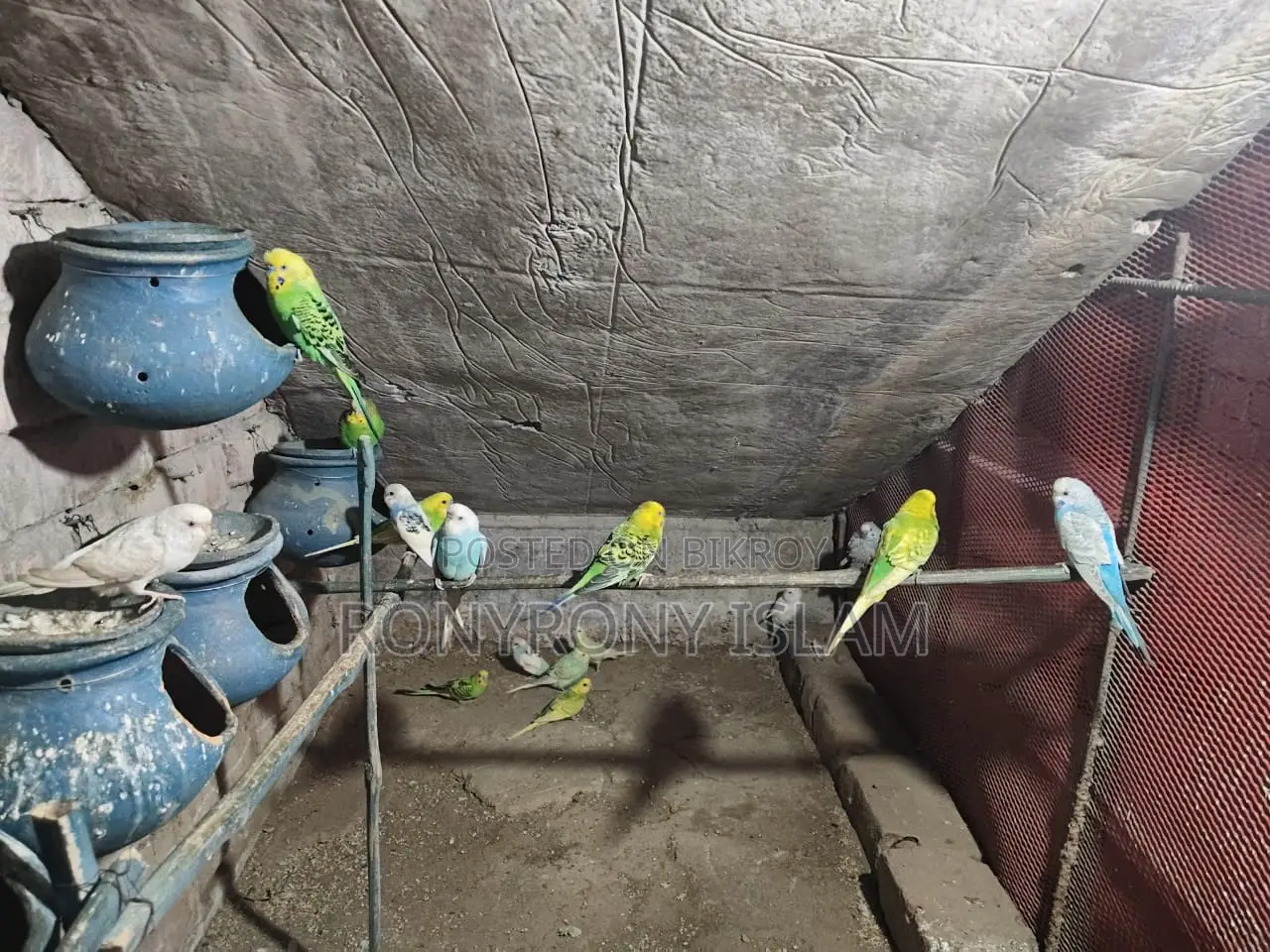 বাজরিগার পাখি