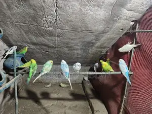 বাজরিগার পাখি