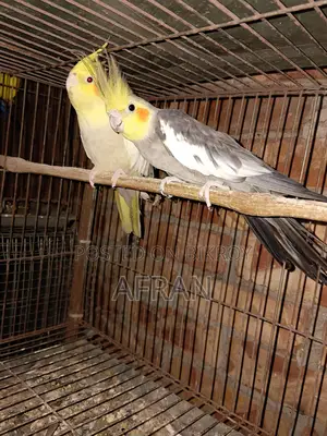 রানিং ককাটেল