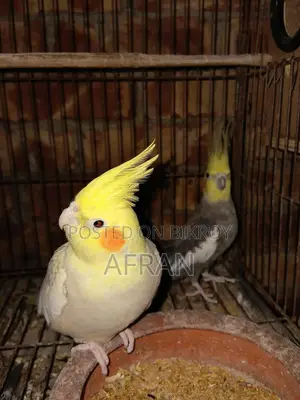 রানিং ককাটেল