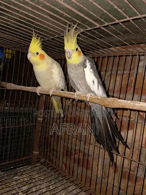 রানিং ককাটেল