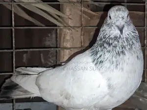 একজোড়া খুব ভালো মানের রানিং গ্রি বাস কবুতর বিক্রি হবে