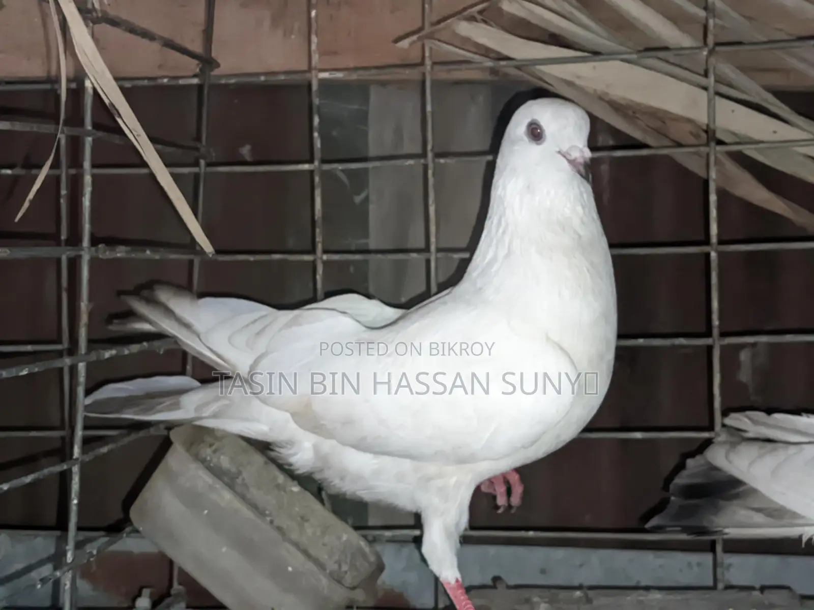 একজোড়া খুব ভালো মানের রানিং গ্রি বাস কবুতর বিক্রি হবে