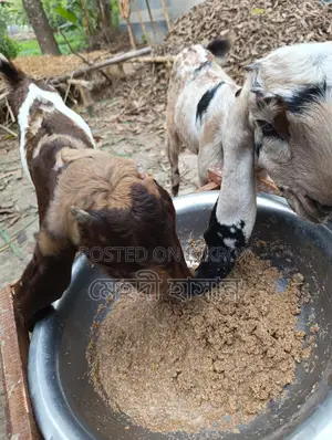 Two High-Quality Totapuri Goat Kids