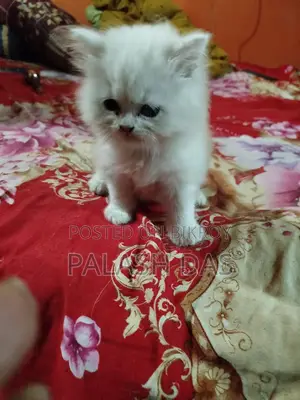 Cat for Sale