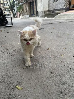 Persian Cat