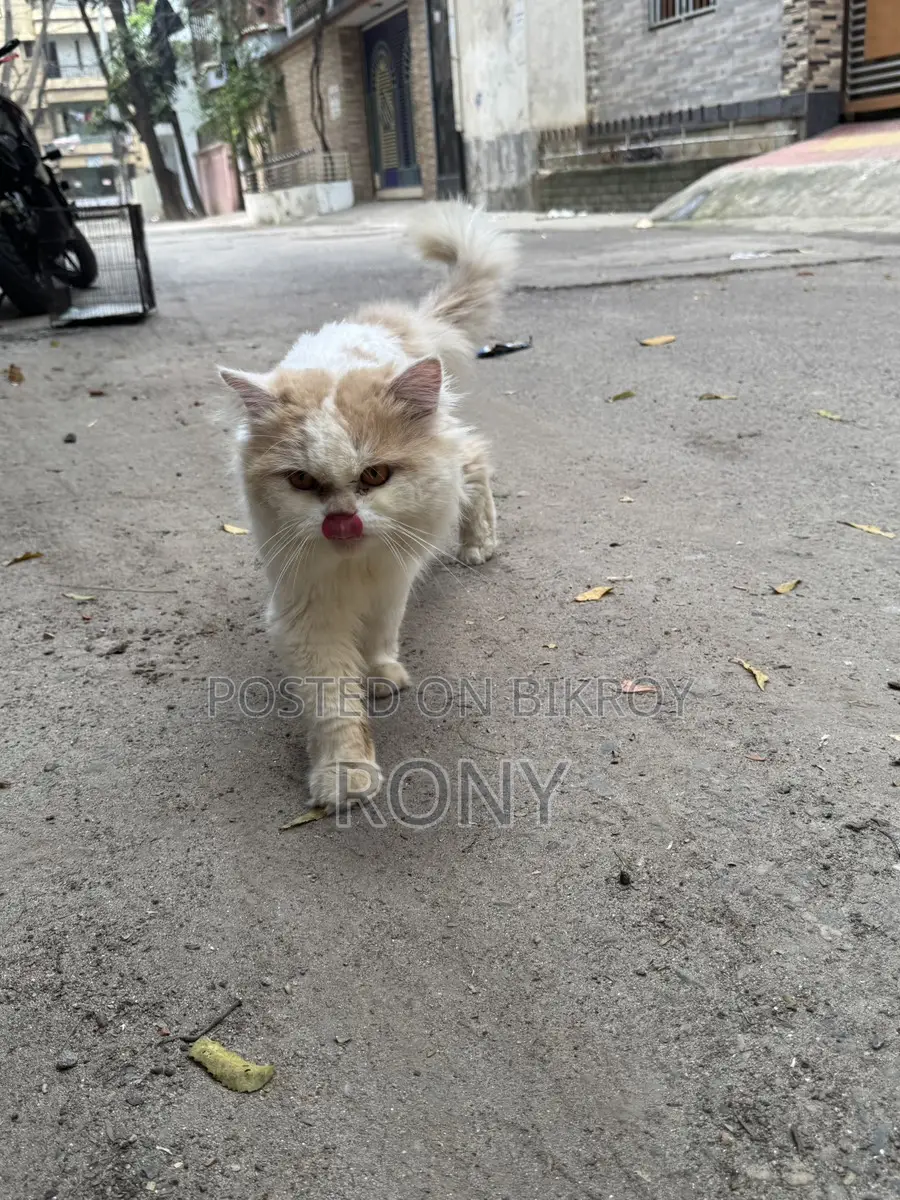 Persian Cat