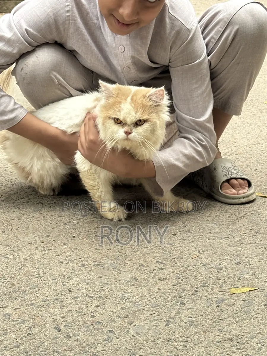 Persian Cat