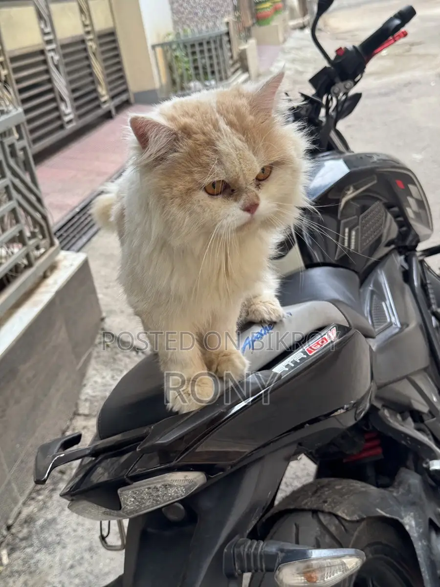 Persian Cat