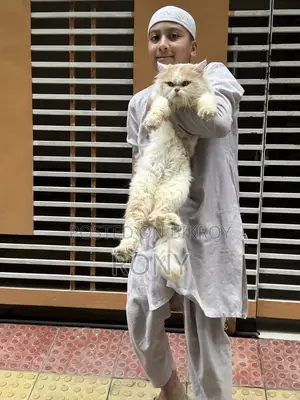 Persian Cat