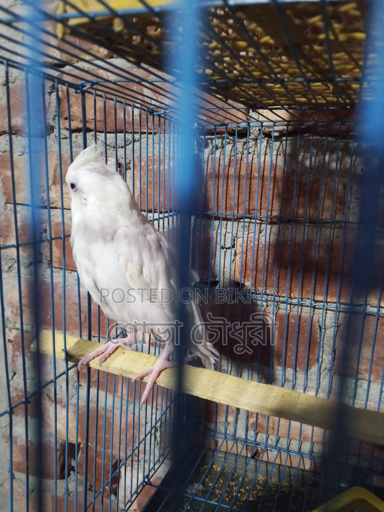 ককোঠেল পাখি