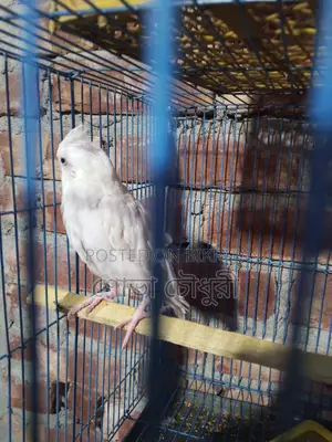 ককোঠেল পাখি