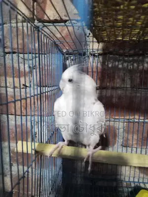 ককোঠেল পাখি