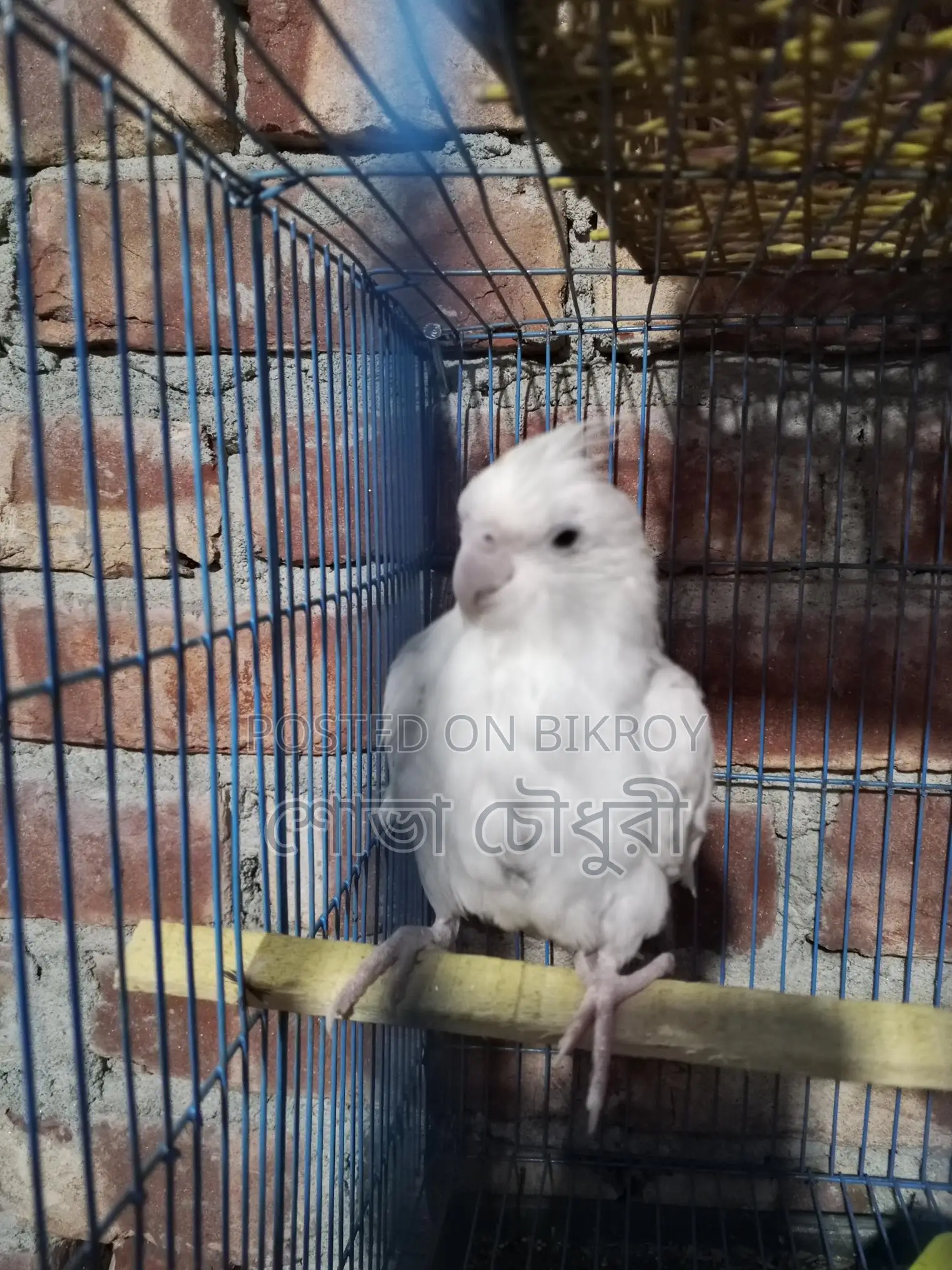 ককোঠেল পাখি