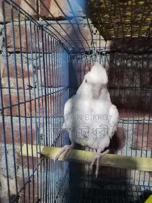 ককোঠেল পাখি