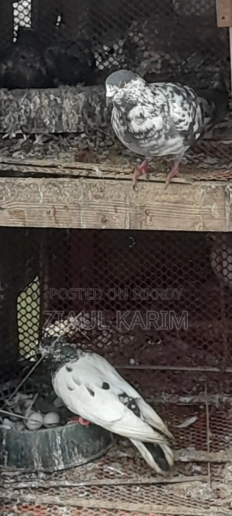 A pair of pigeons for sale