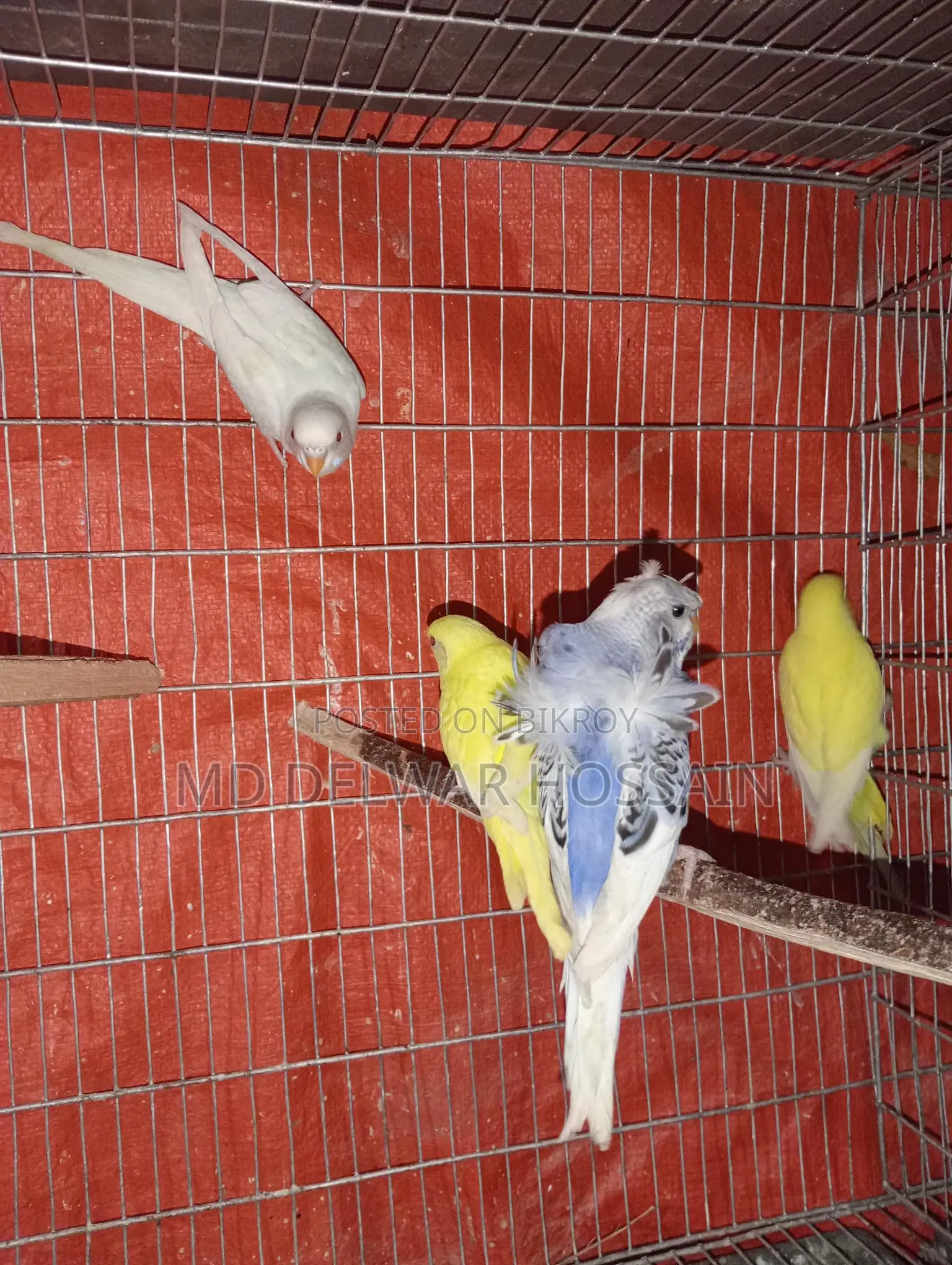 LOVEBIRDS & BUDGIES