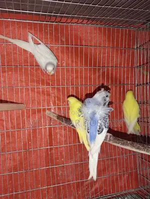 LOVEBIRDS & BUDGIES