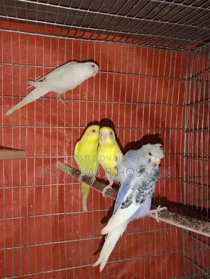 LOVEBIRDS & BUDGIES