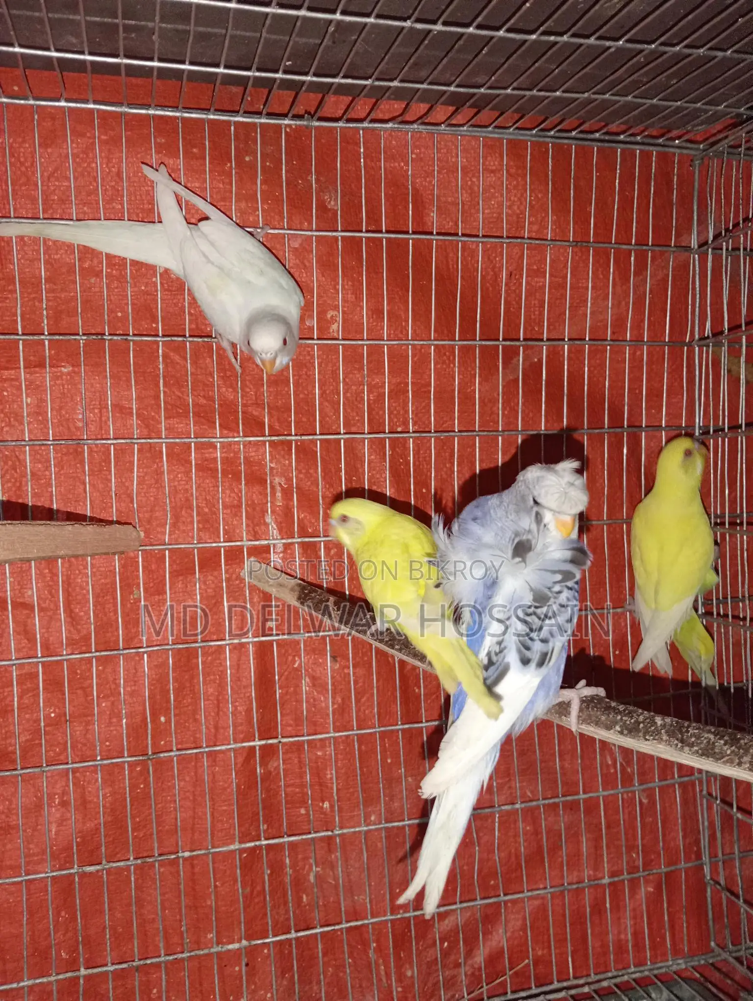 LOVEBIRDS & BUDGIES