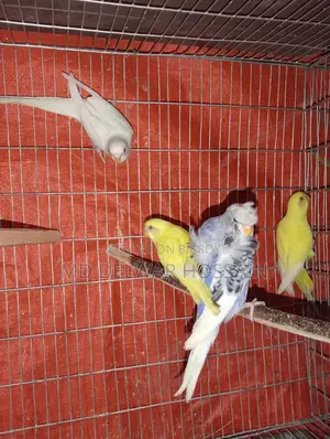 LOVEBIRDS & BUDGIES
