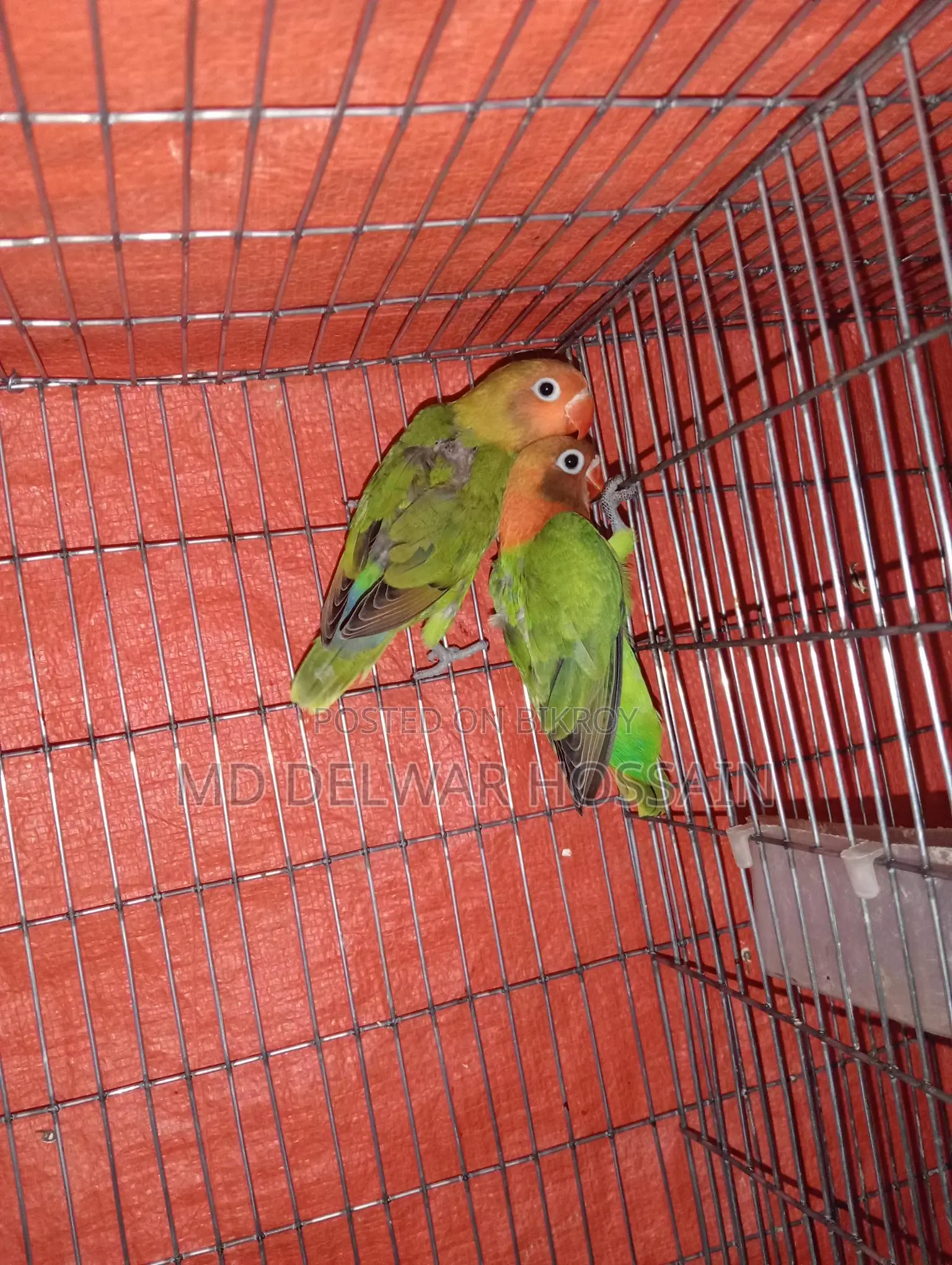 LOVEBIRDS & BUDGIES