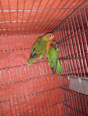 LOVEBIRDS & BUDGIES