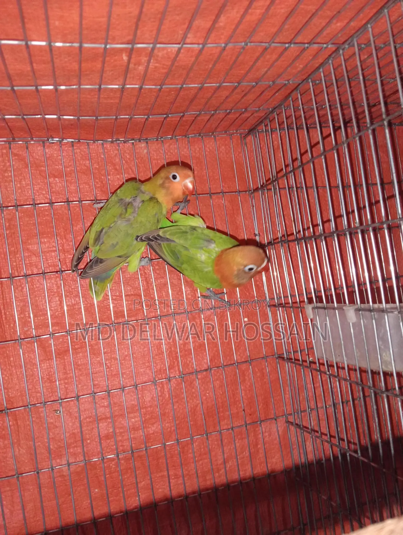 LOVEBIRDS & BUDGIES