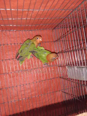 LOVEBIRDS & BUDGIES