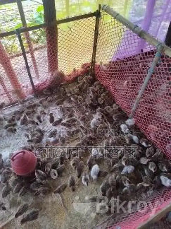 তিথি পাখি