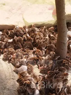 তিথি পাখি