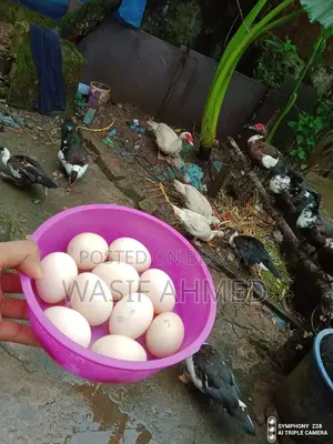 চিনা হাসের বীজ ডিম